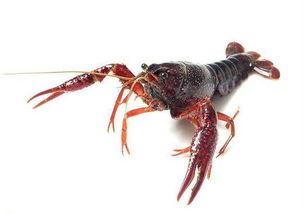 娱乐吃瓜酱美洲大蠊,娱乐吃瓜酱中的神秘生物揭秘