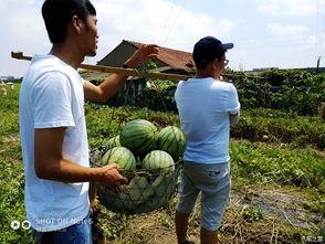 吃瓜论坛骄阳似火,吃瓜论坛热议夏季热点事件